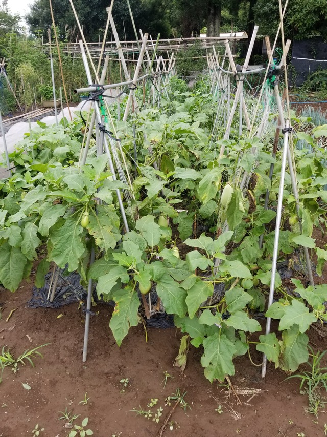 20210817_080640_copy_2268x3024