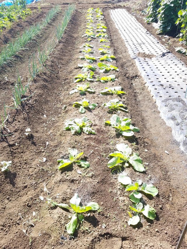 IMG_20231003_092456_copy_1512x2016