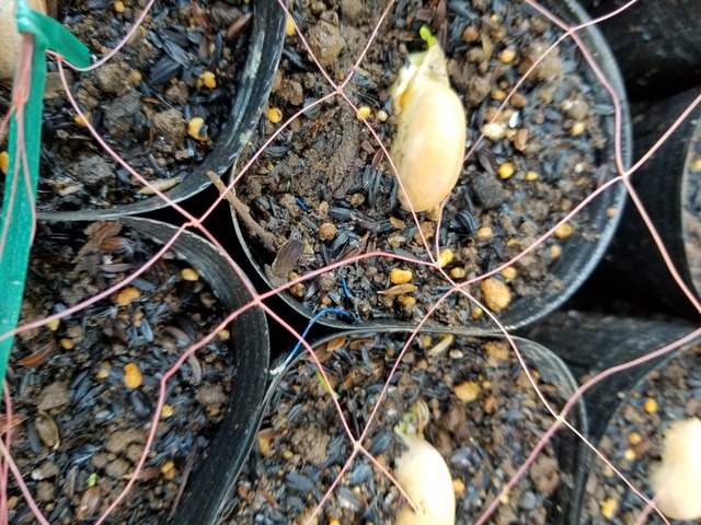 20201105_080525_copy_2268x1701