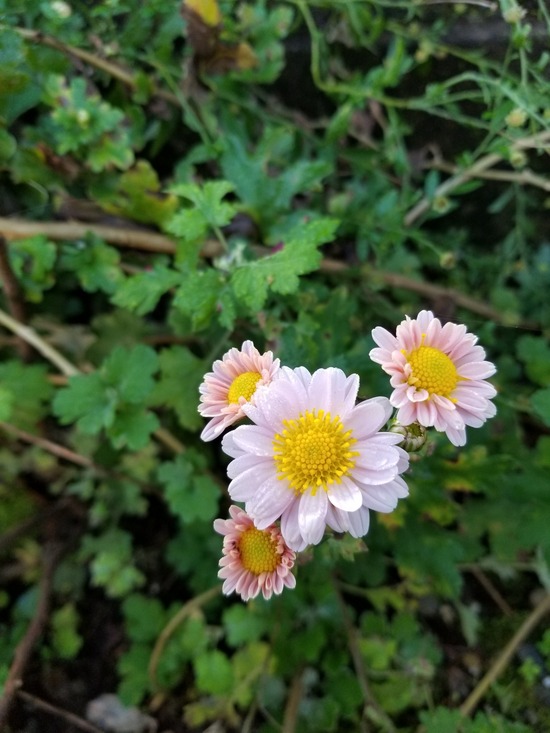 20191106_072442-1620x2160