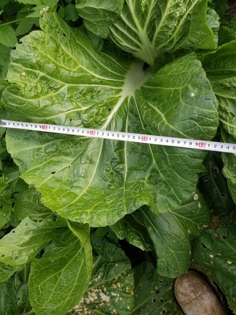 1010植え付け