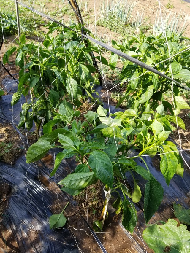 20220630_075056_copy_1512x2016