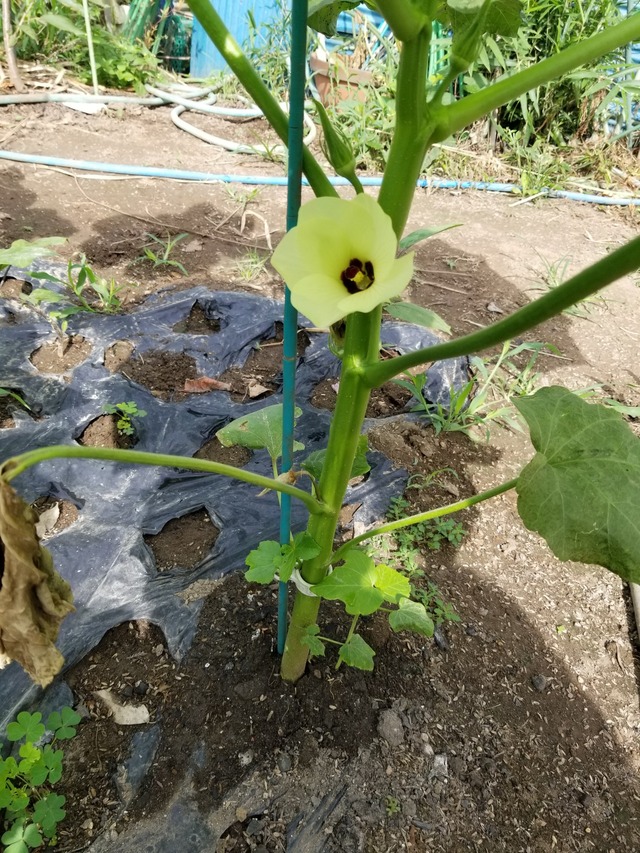 20230709_075623_copy_1512x2016