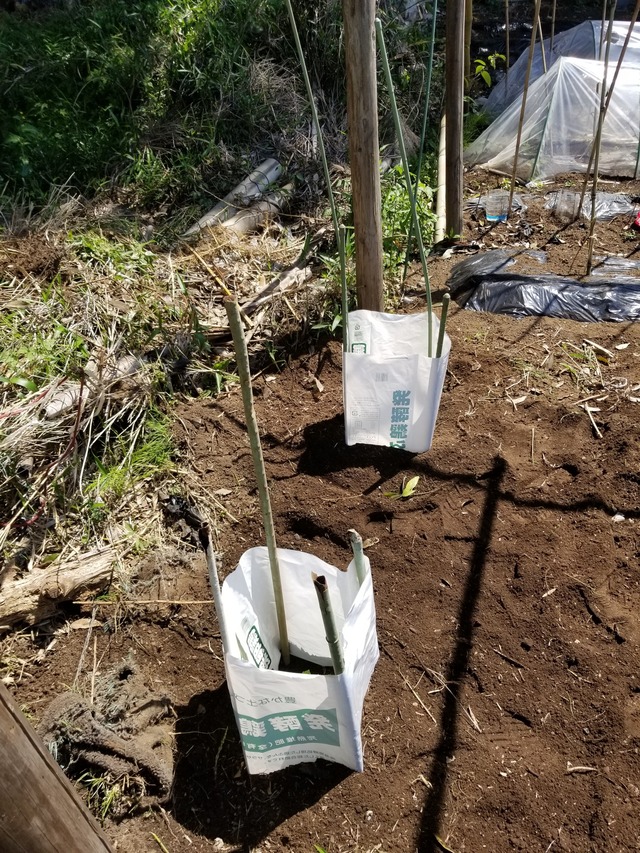 アップルゴーヤと普通のゴーヤを植え付けた。 : のじさんの徒然草