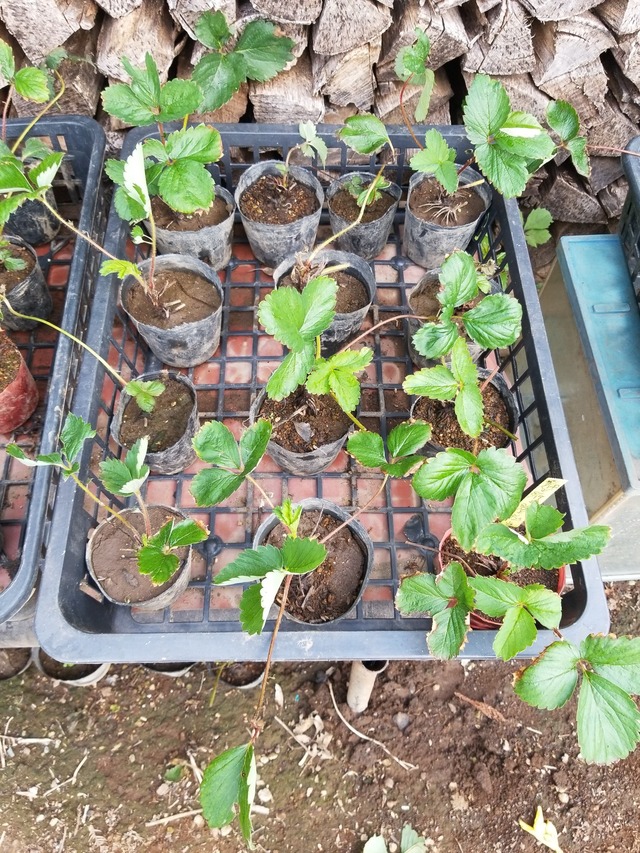 IMG_20230916_145342_copy_1512x2016