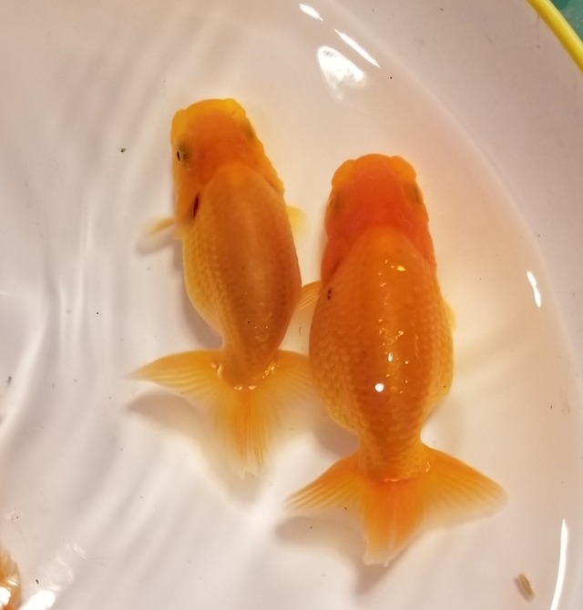 らんちゅうの当歳魚 のじさんの徒然草