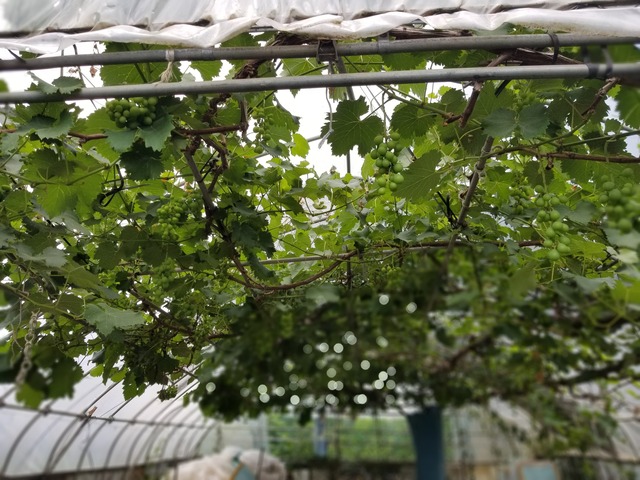 20210601_083006_copy_3024x2268