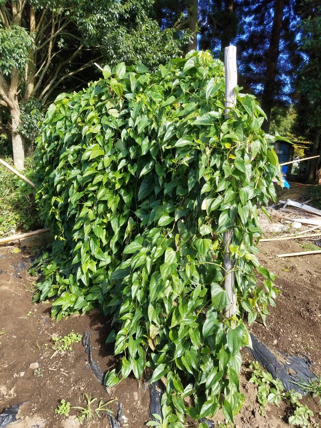 IMG_20231113_104406_DRO_copy_1512x2016