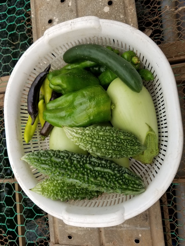 20210723_171523_copy_2268x3024