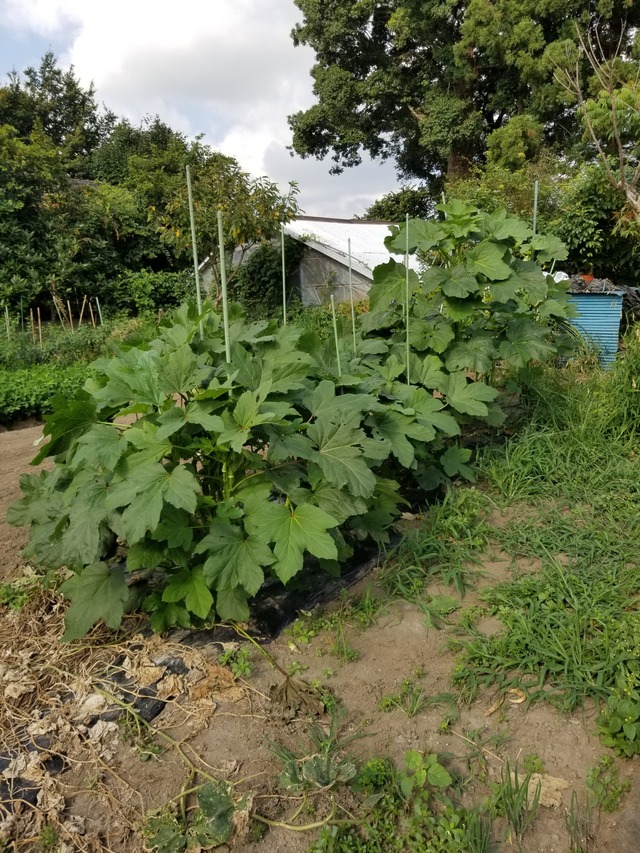 20210726_080204_copy_2268x3024