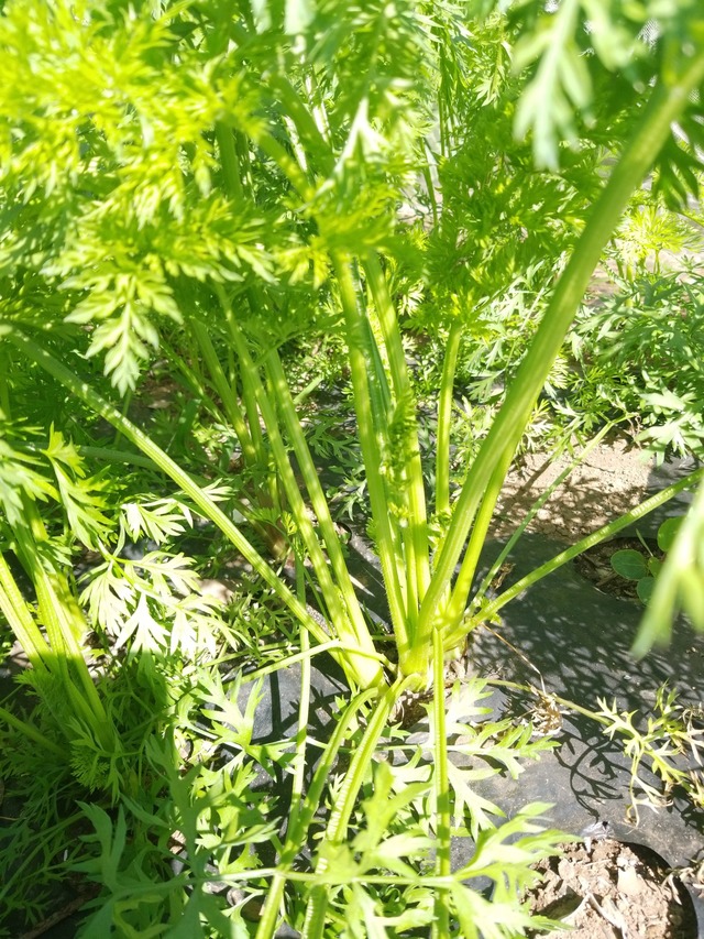 IMG_20231024_103259_copy_1512x2016