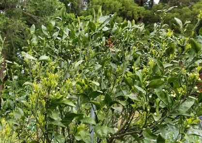 我が家の今年のみかんの開花状況 のじさんの徒然草 我が家の今年のみかんの開花状況 のじさんの徒然草