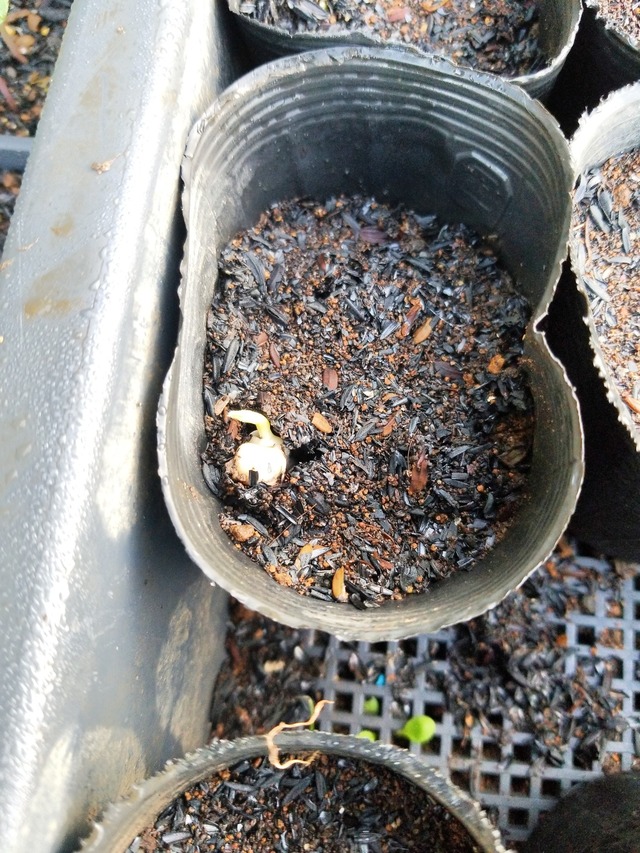 IMG_20231101_073820_DRO_copy_1512x2016