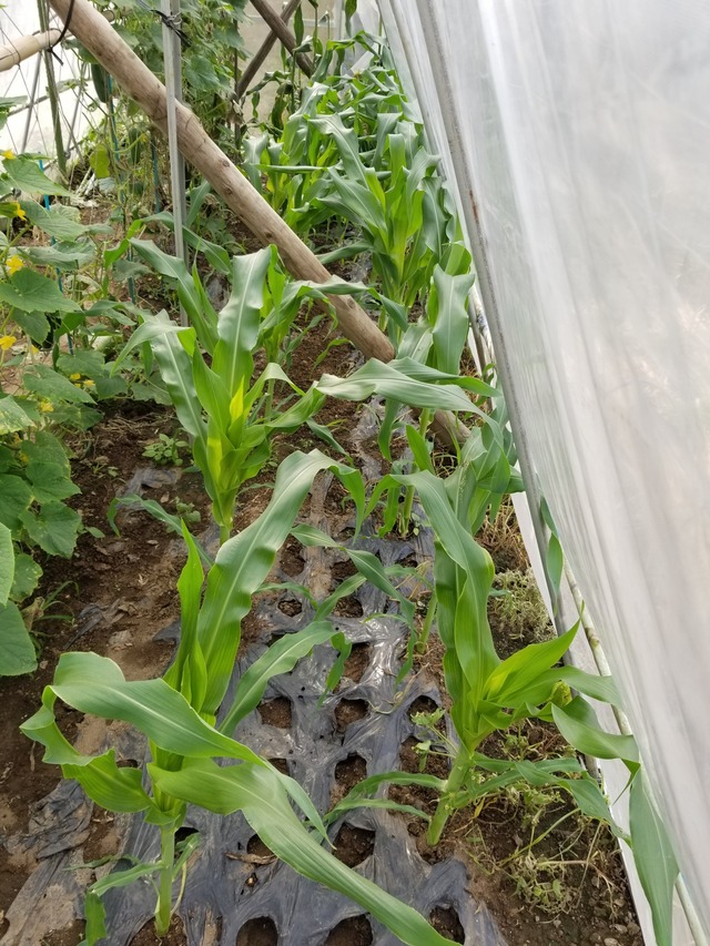 20230619_075743_copy_1512x2016