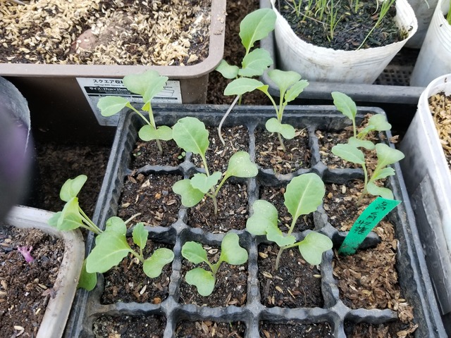 温床で育苗中の野菜たち : のじさんの徒然草