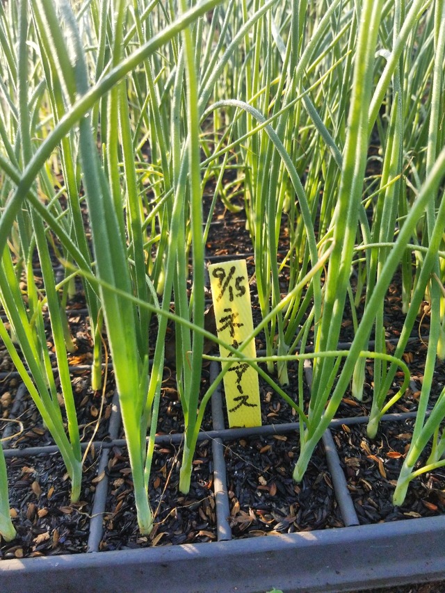 IMG_20231101_074244_DRO_copy_1512x2016