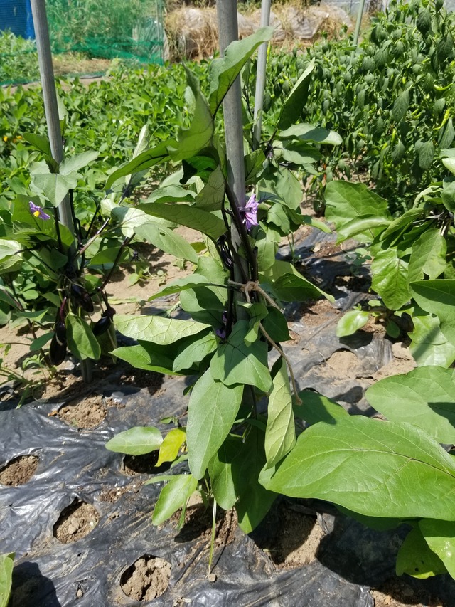 20230724_101927_copy_1512x2016