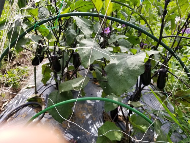 ナスやピーマンの三角ネット仕立て のじさんの徒然草 ナスやピーマンの三角ネット仕立て のじさんの徒然草