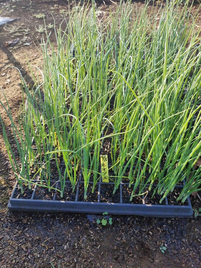 IMG_20231101_074235_DRO_copy_1512x2016