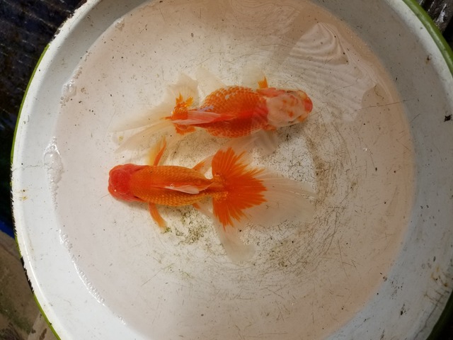 オランダ獅子頭が産卵した のじさんの徒然草