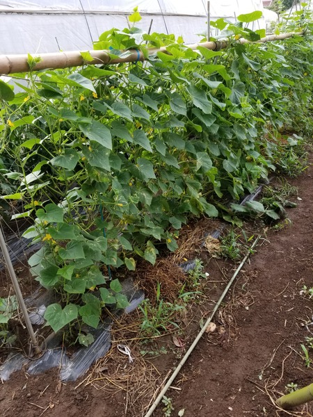 20190821_073236-1620x2160