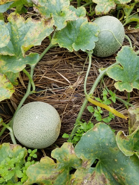 20190707_094543-1620x2160