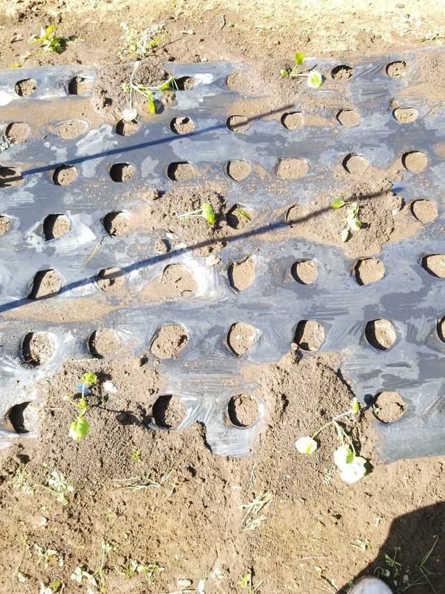 IMG_20231007_101135_copy_1512x2016