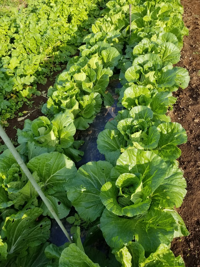 20201109_073827_copy_2268x3024