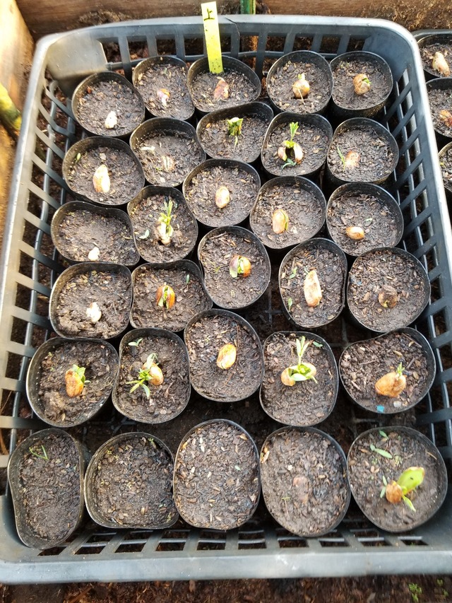 落花生の種のランクと発芽状態 のじさんの徒然草