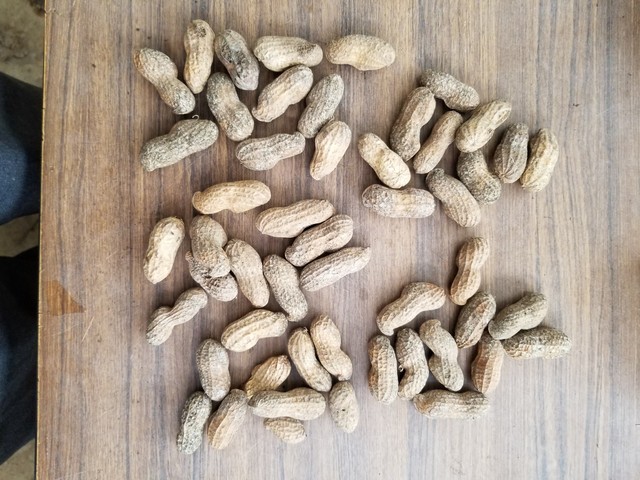 落花生の種の確保 のじさんの徒然草