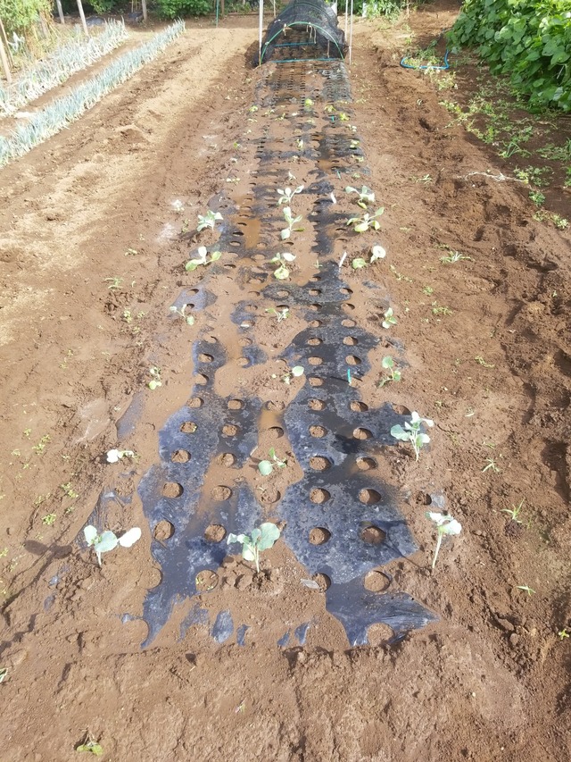 IMG_20230828_082400_copy_1512x2016