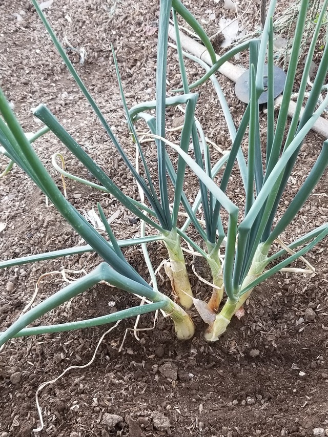 20230110_084636_copy_1512x2016