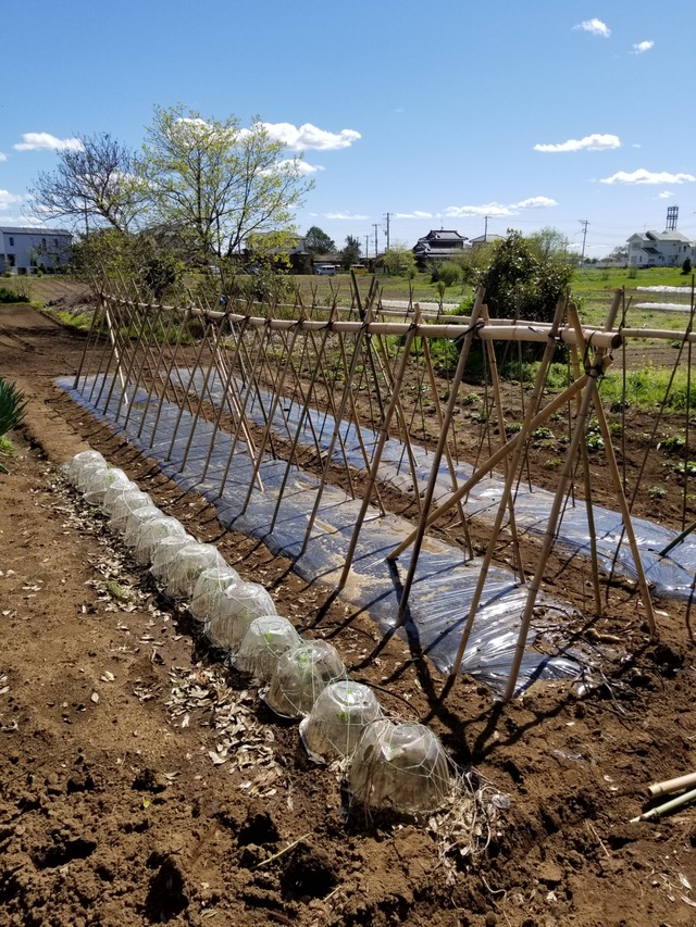 真竹と篠竹を使ってトマト支柱を作った のじさんの徒然草