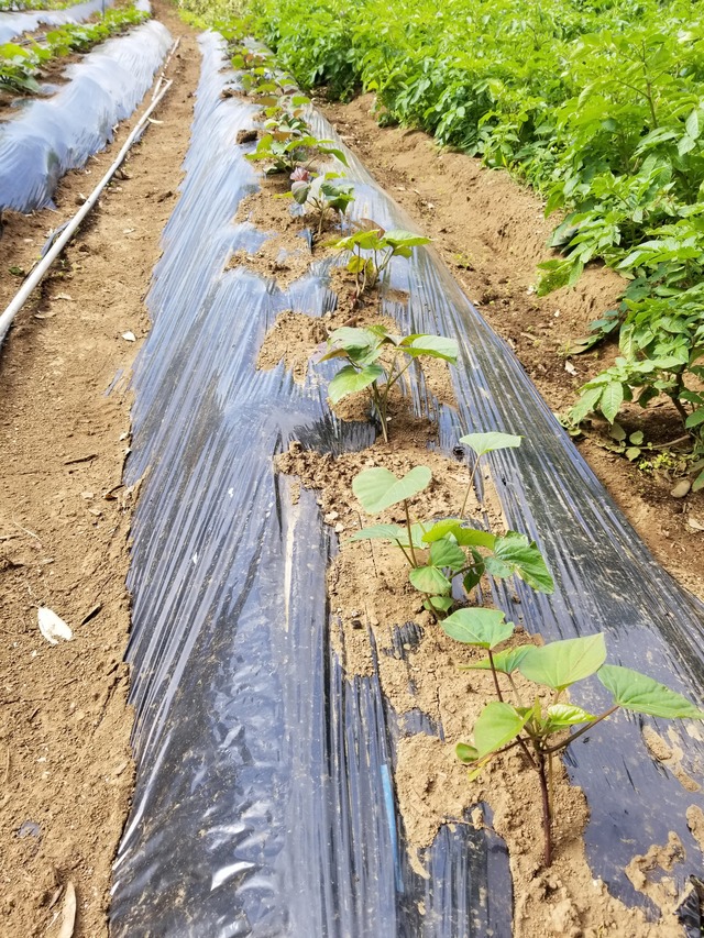 20210531_080802_copy_2268x3024