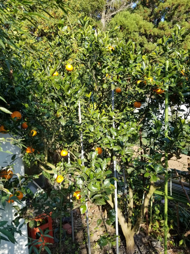 20201116_083206_copy_2268x3024