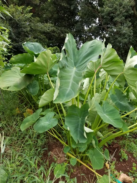 20190816_082915-1620x2160