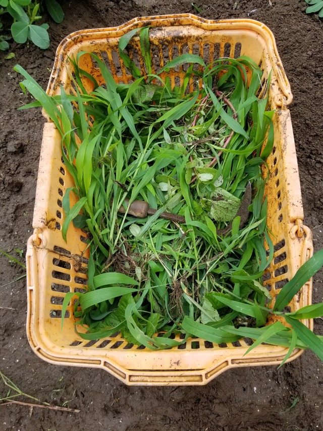 20210706_081208_copy_2268x3024