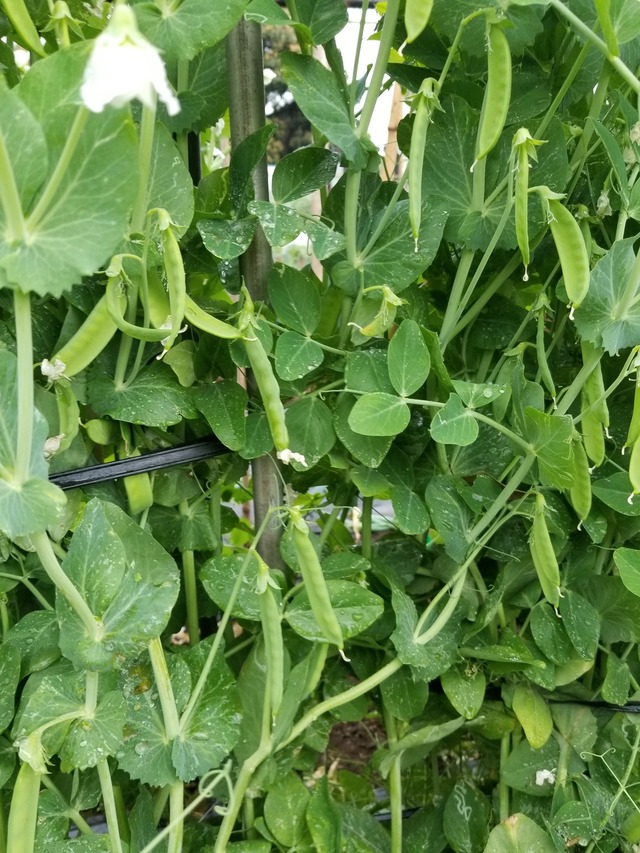 20230426_074614_copy_1512x2016