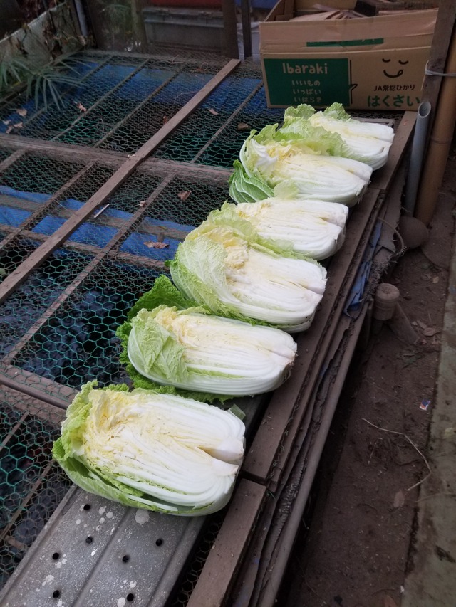 20211217_081056_copy_2268x3024