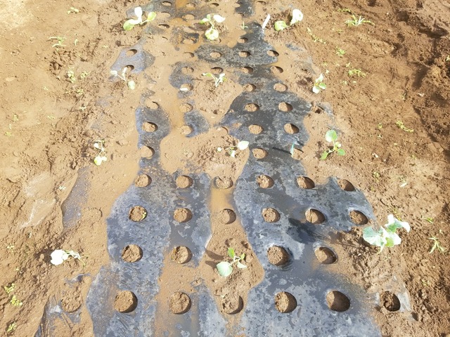 IMG_20230828_082424_copy_2016x1512