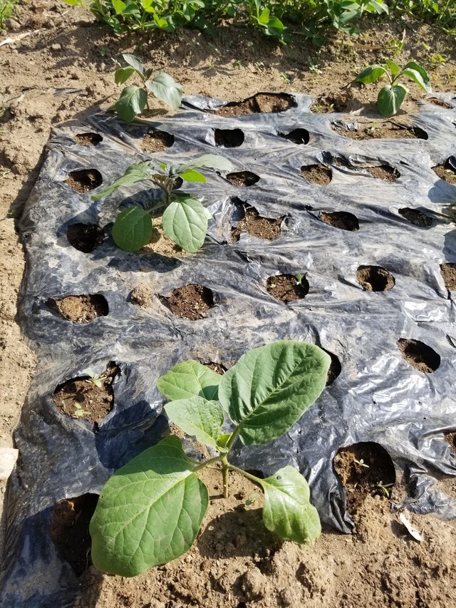 20230711_153045_copy_1512x2016