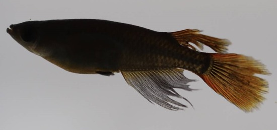 ホーム画面エクスブローラー1411111