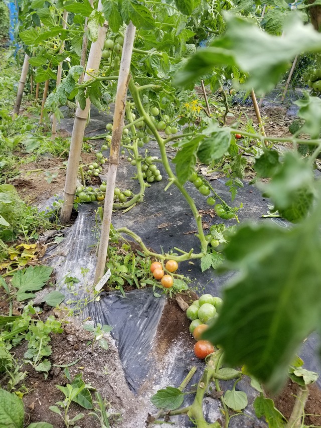20210624_073738_copy_2268x3024