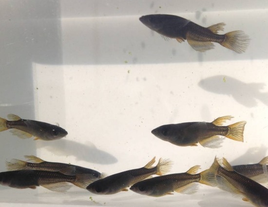 ホーム画面エクスブローラー1