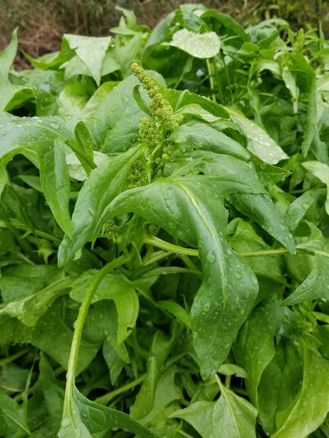 20240404_075157_copy_2268x3024