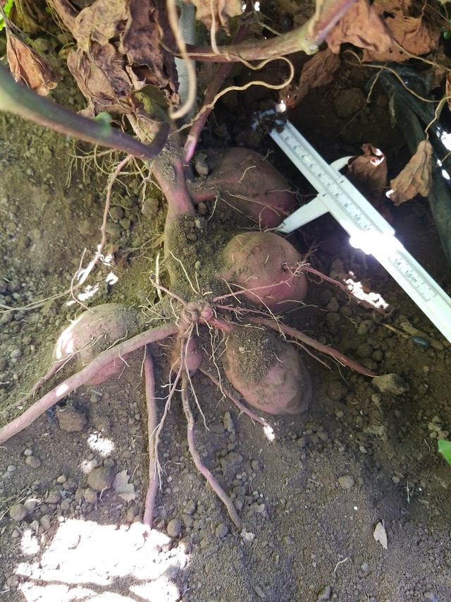 IMG_20230901_095946_copy_1512x2016