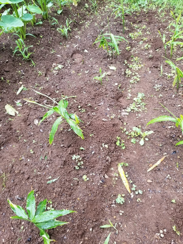 20200709_084244_copy_3024x4032