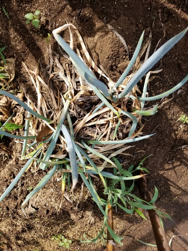 20220729_073835_copy_1512x2016