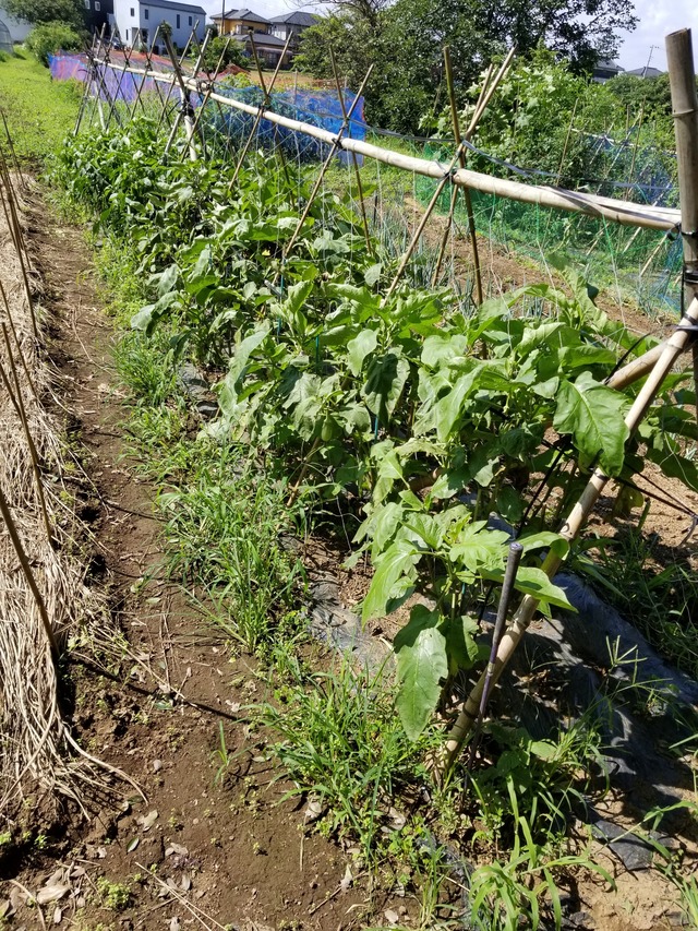 20200801_091405_copy_2268x3024