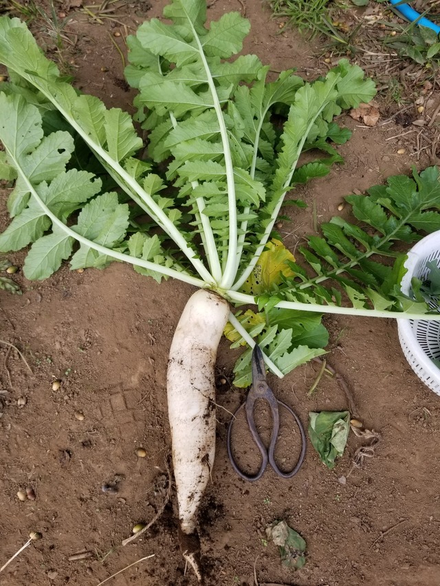 20221027_152259_copy_1512x2016